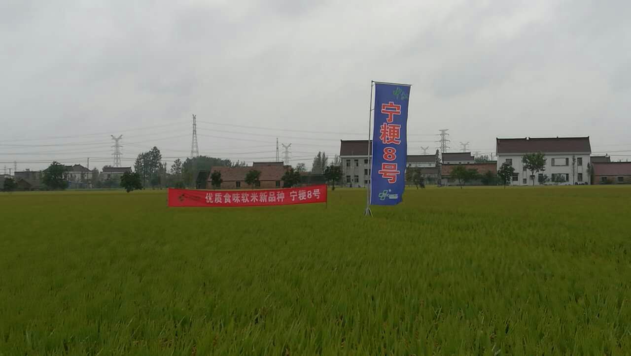 寧粳8號.jpg 寧粳8號.jpg