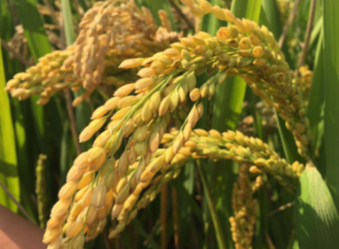 武運粳31.png 武運粳31.png